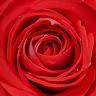 Safrin Rose